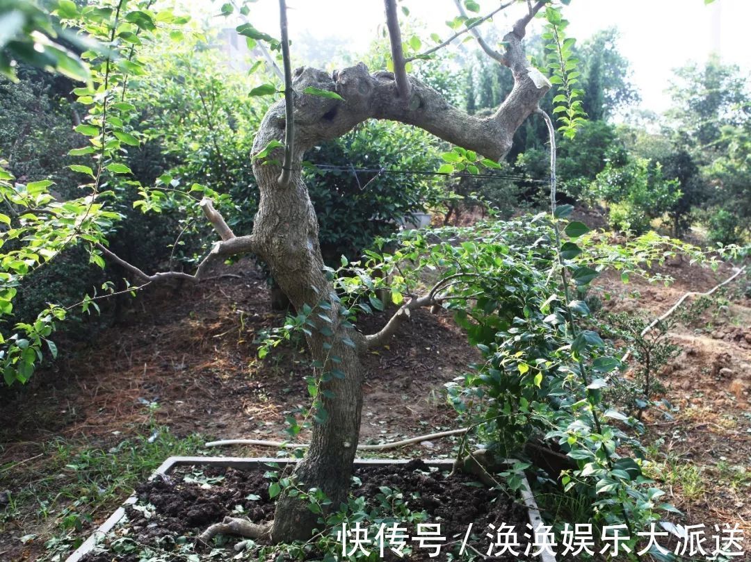 步曲|三角梅盆景制作6步曲，看懂了自己也能做出精美绝伦的三角梅盆景