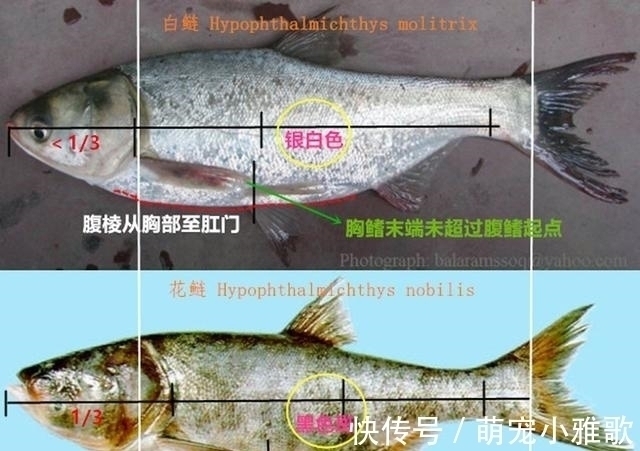 钓鱼人|四大家鱼之一的鲢鱼,为什么不受老百姓待见,钓鱼人又如何对待?