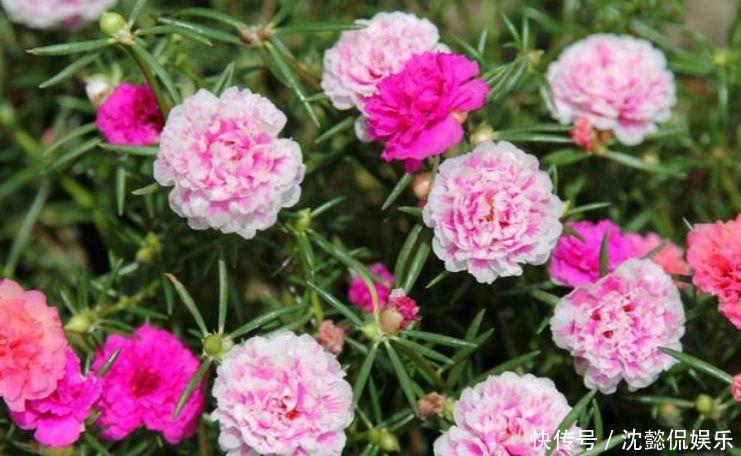 开花最香的4种花，家里养一盆，比牡丹还美，年年开花美翻