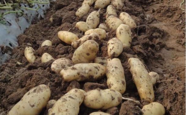 绿原酸|土豆和它是天生的“敌人”,不能一起食用,记得告诉家里人