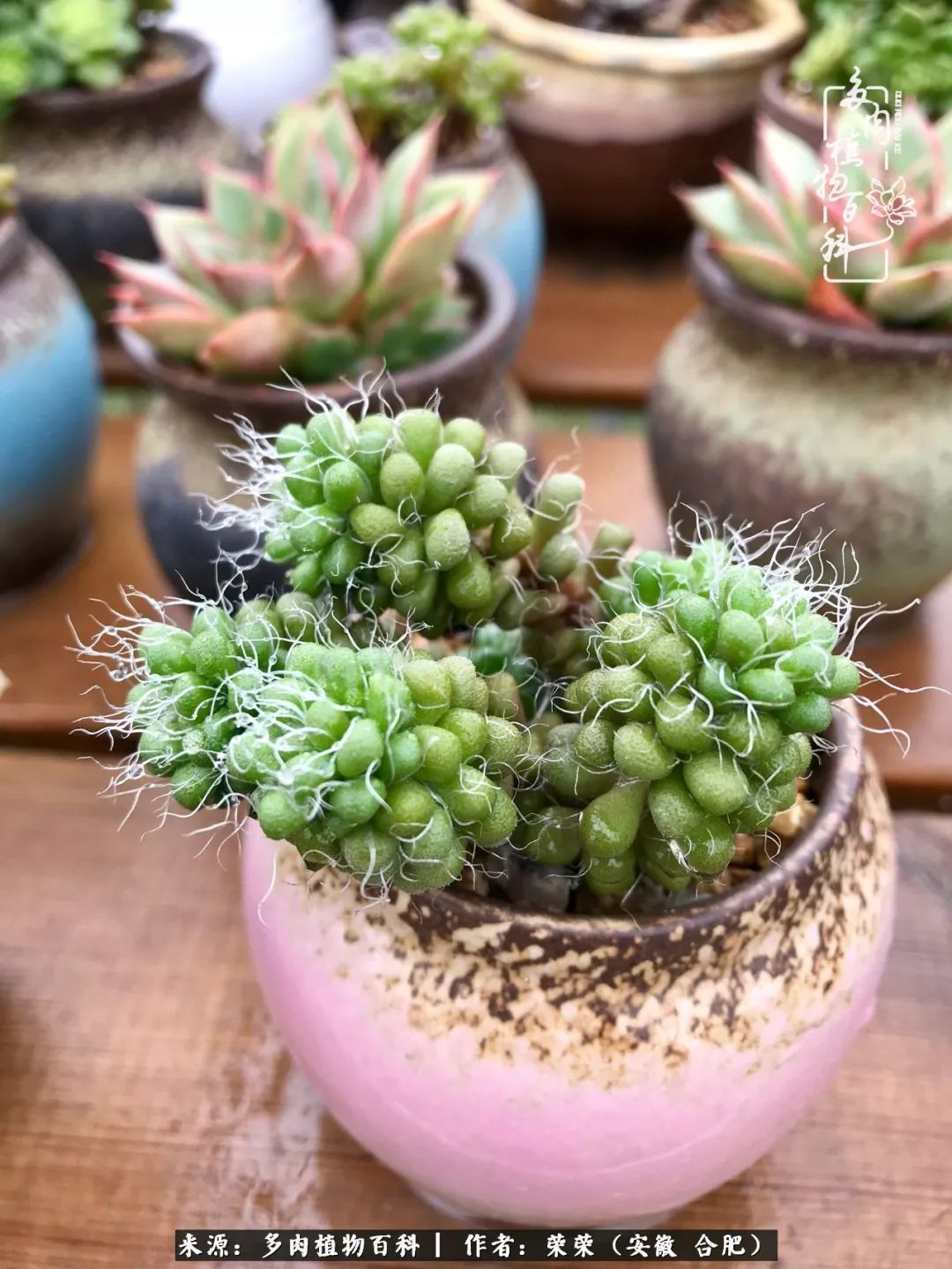 初秋时节，度夏后的多肉陆续回归！偷偷上了一层淡妆！