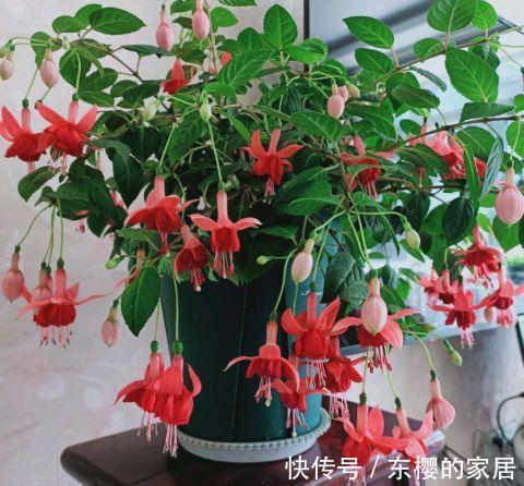 月季花|这些花秋天已“苏醒”,再忙也要施“秋肥”,不然会影响生长