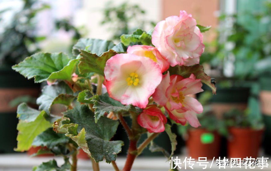 廿六|9月逛花市，6种花值得买，花量大花期长，秋冬实现“赏花自由”