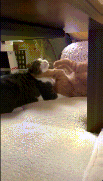 |搞笑GIF:儿时的玩伴,哪有种族之分,都是好朋友