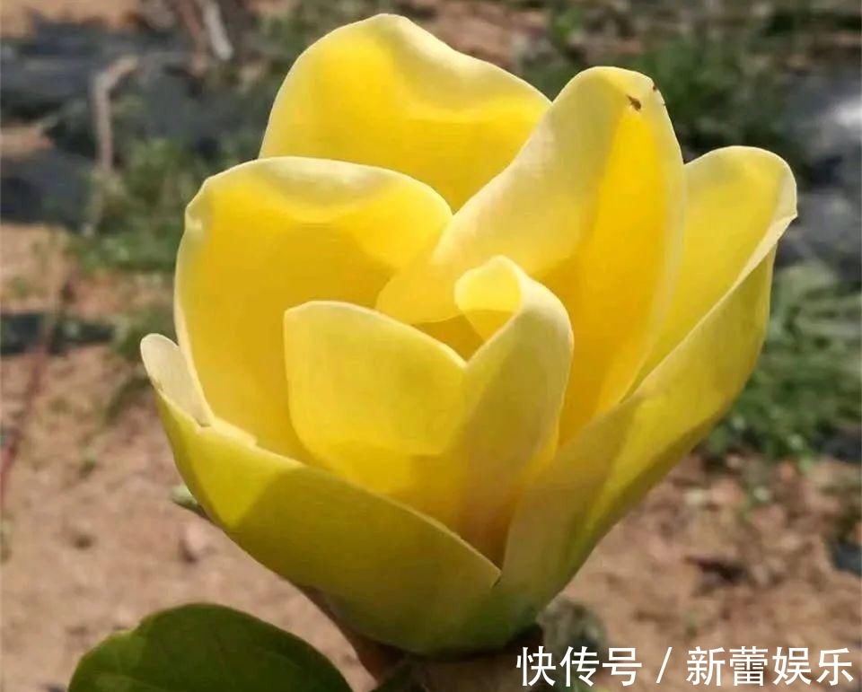 玉兰|家门口种棵“吉祥花”，满树都开花，还有“镇宅”好兆头