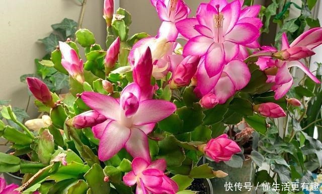 蟹爪兰长满大花苞可不是好事,缺了这一步,一朵也开不了!