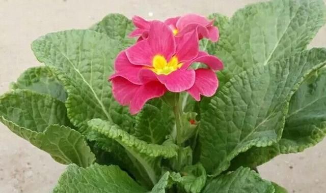 养花只需一种肥料,就可使其叶、根、茎、花快速生长爆盆