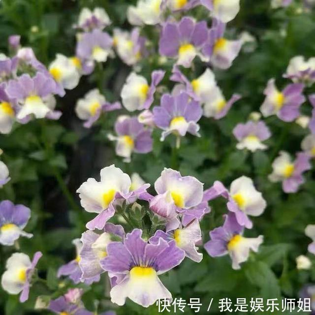 阳台新宠龙面花,花量超大颜色多,四季都开不停!