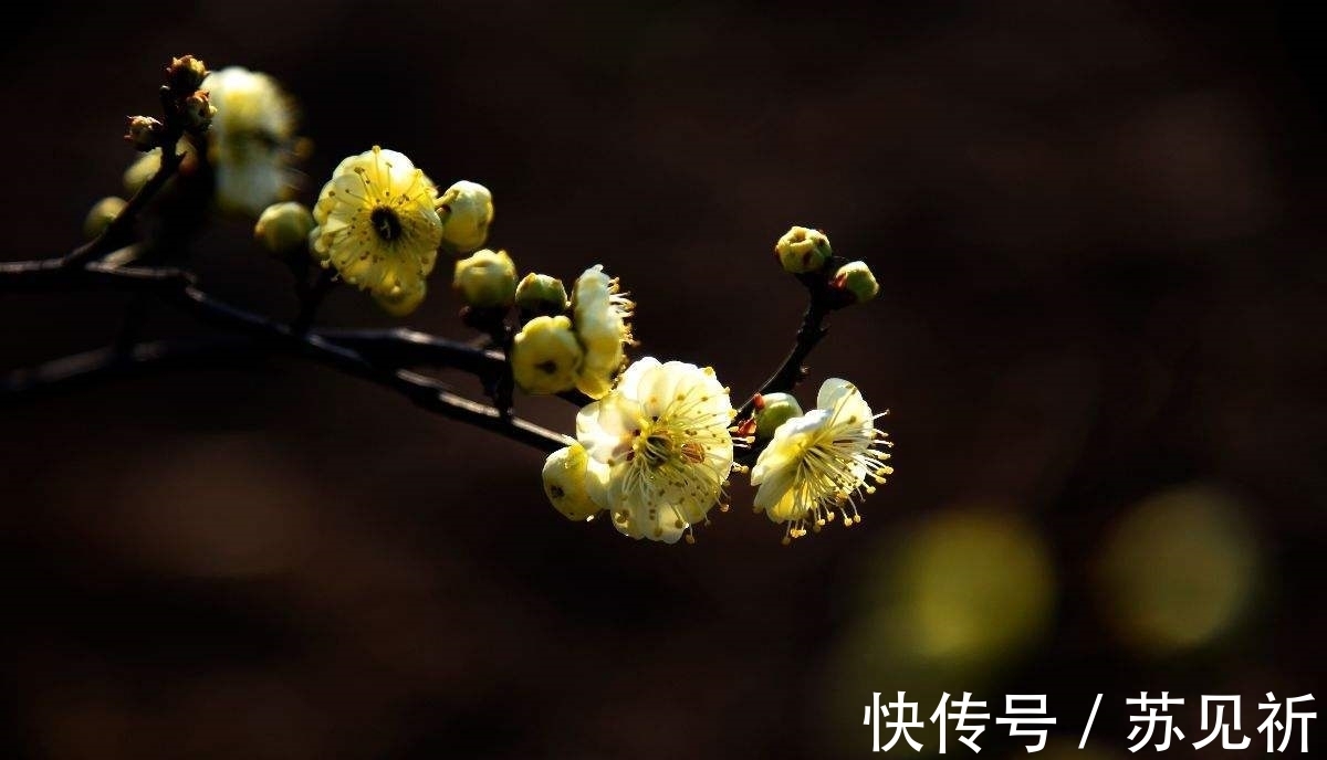 桃李$明代于谦一首梅花百咏：如玉肌骨，雪样精神，蕴含哲理，寄意遥深