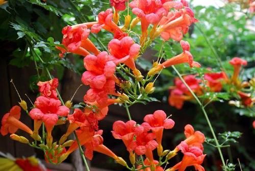 如果我有小院，一定养此3种“爬藤花”，2年时间开出一面花墙