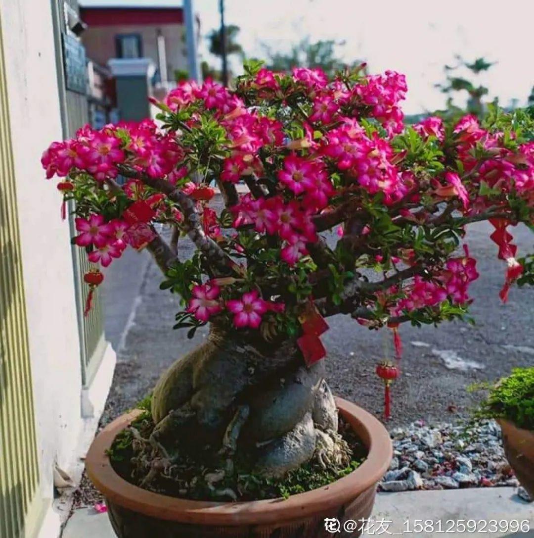 叶子|家里养棵“丑八怪”,霸气镇宅,越养越爱