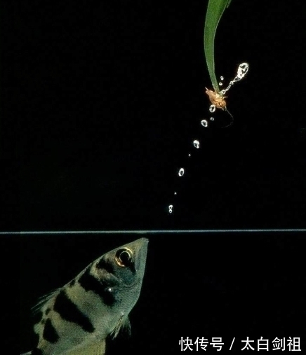 不讲武德！男子敲碗抓鱼，鱼是凭声音被一网打尽的吗？