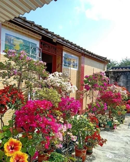 邻居家三角梅“见花不见叶”，仅做好了这3点，很多花友容易忽视！