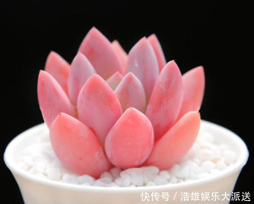 多肉|多肉奥普琳娜如何叶插教你3个小步骤，不仅快速生根越长越茂盛