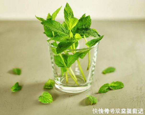 风油精|这2种草没人重视,其实是“止痒草”,比花露水都管用