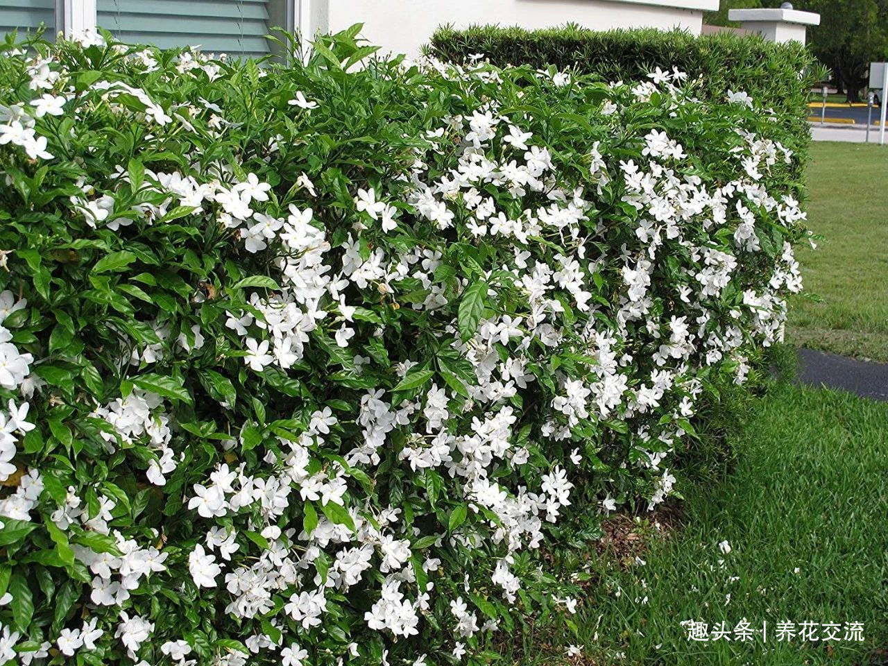 栀子花|花叶和栀子花相似的狗牙花，香味像茉莉花，好养又容易开花
