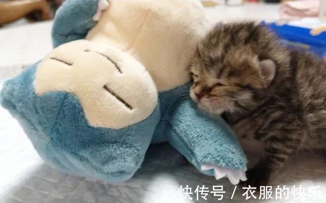 |甜粽和咸肉粽要打起来了 冷段子1830