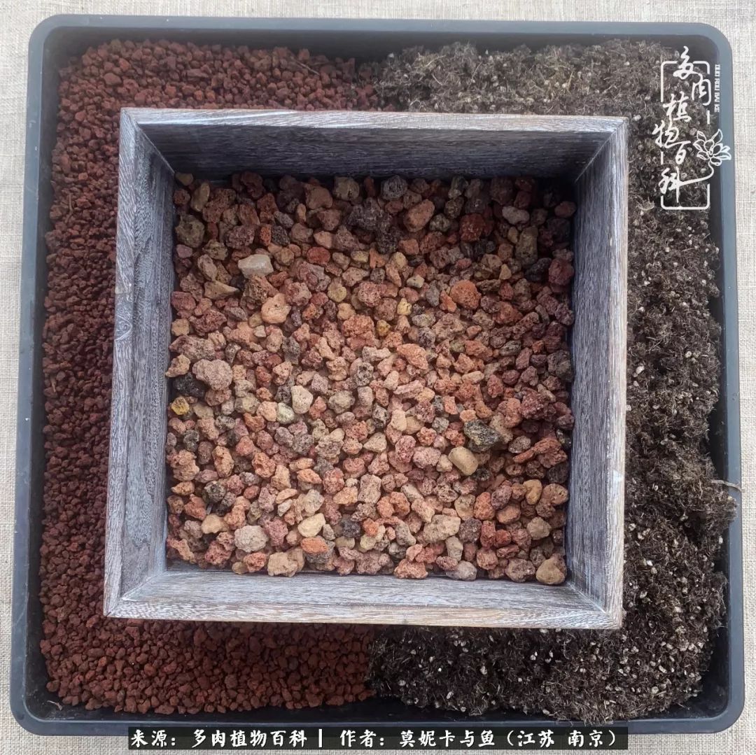 这多肉拼盘这么仙!如何制作达人手把手教你制作长生草拼盘!