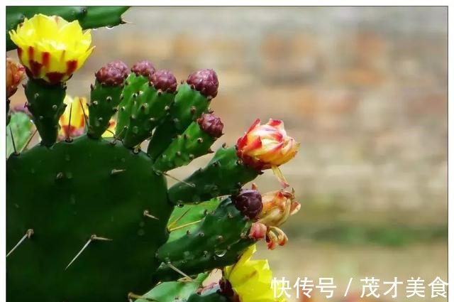 调味料用来养花,不黄叶,生根爆盆分分钟!