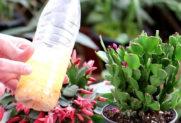 淘米水浇花甭大意、随便！学会正确用法，养花才能盆盆长得旺