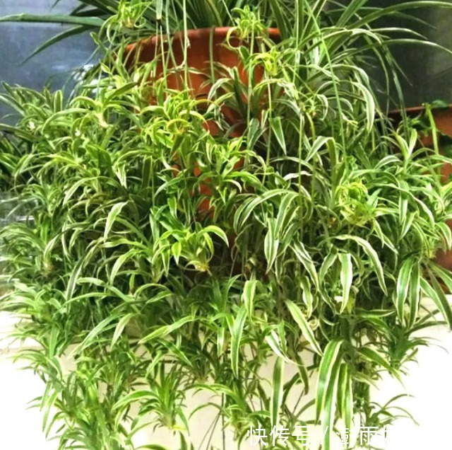 清水|还在用清水浇绿萝别傻了,绿萝是个“大酒鬼”,一小勺就爆盆!