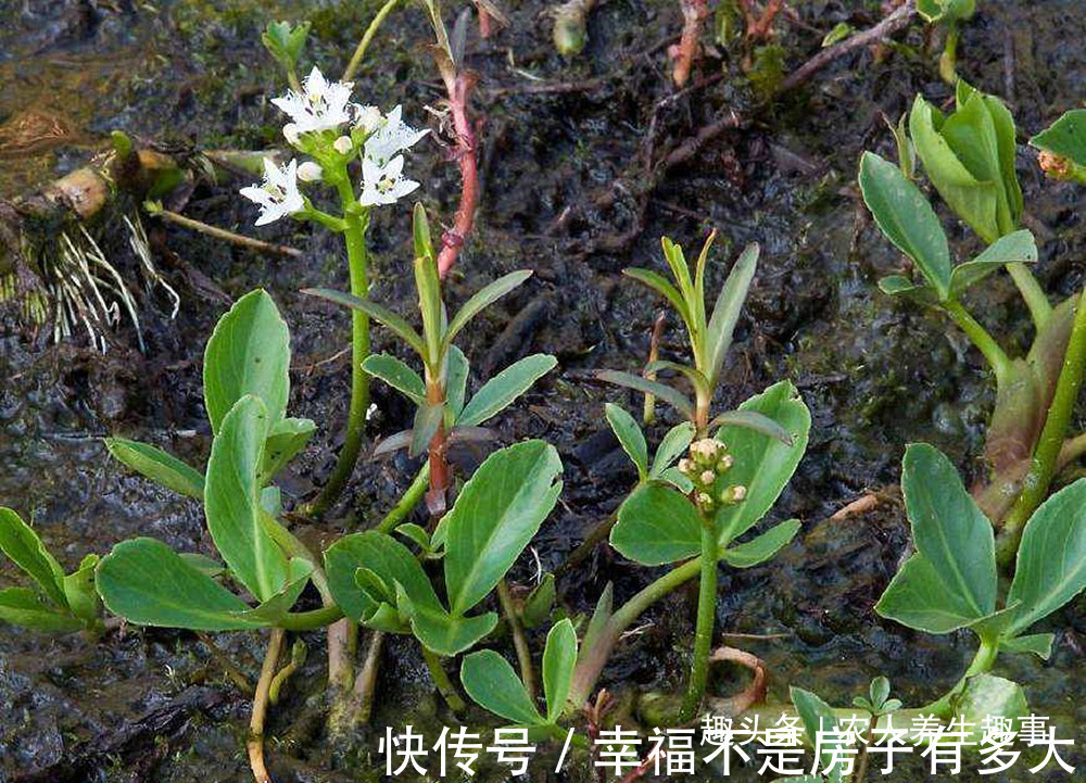 药用价值|农村一种长在田边的怪草,人吃了就想睡觉,可惜很多人还不认识