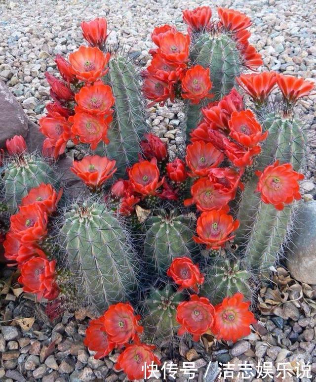 浇水|仙人掌都能养死,那你真是个“高手”,是不是“勤快”用错地方了