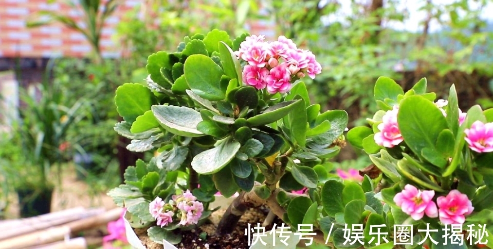 养长寿花,教你这样养,花苞多、长得快!当年花朵蹭蹭冒!真牛