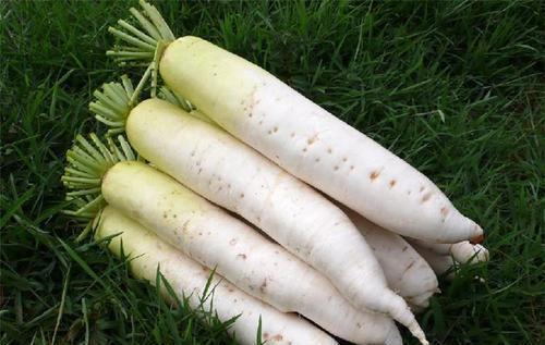 腹泻|秋冬吃白萝卜有好处,但4类人最好别凑热闹,看看你在其中吗?