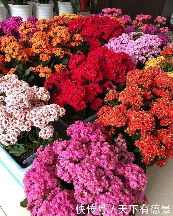 漂亮|高温30度下，5种漂亮花，不能“正常养”，黄叶烂根，容易死翘翘