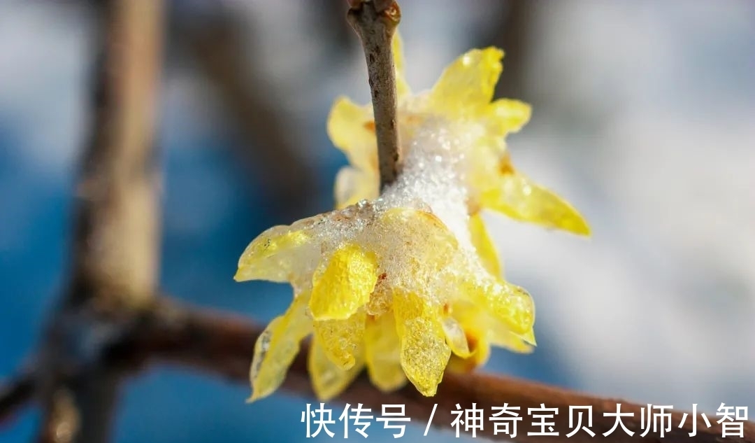 荠菜花@有没有人看,我都要开花