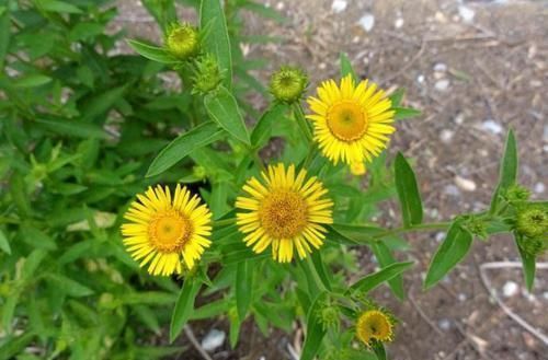 中医鬼才倪海厦：100则经方验方总结大全！千金难买，永久珍藏！