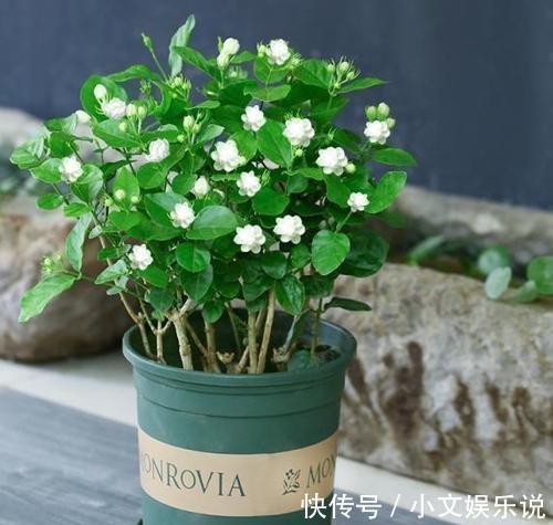 施肥|家里养了4种花，夏天也别忘了施肥，不然花香淡开花少