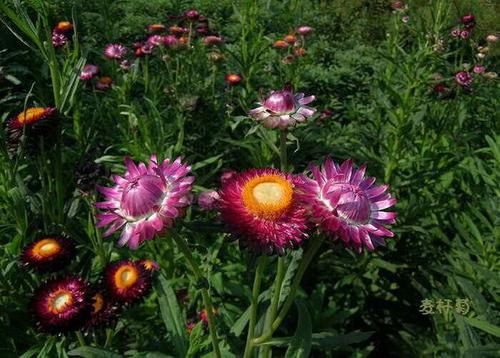 养花试试这几款,株型丰满,一年四季郁郁葱葱,层层叠叠