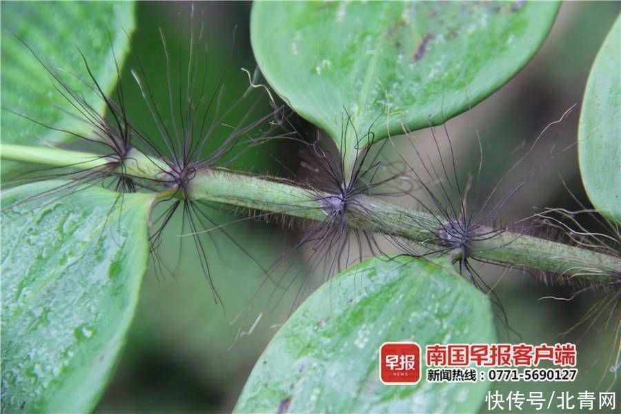 广西林科院 首次向世界公布！崇左发现竹科新品种“中越悬竹”