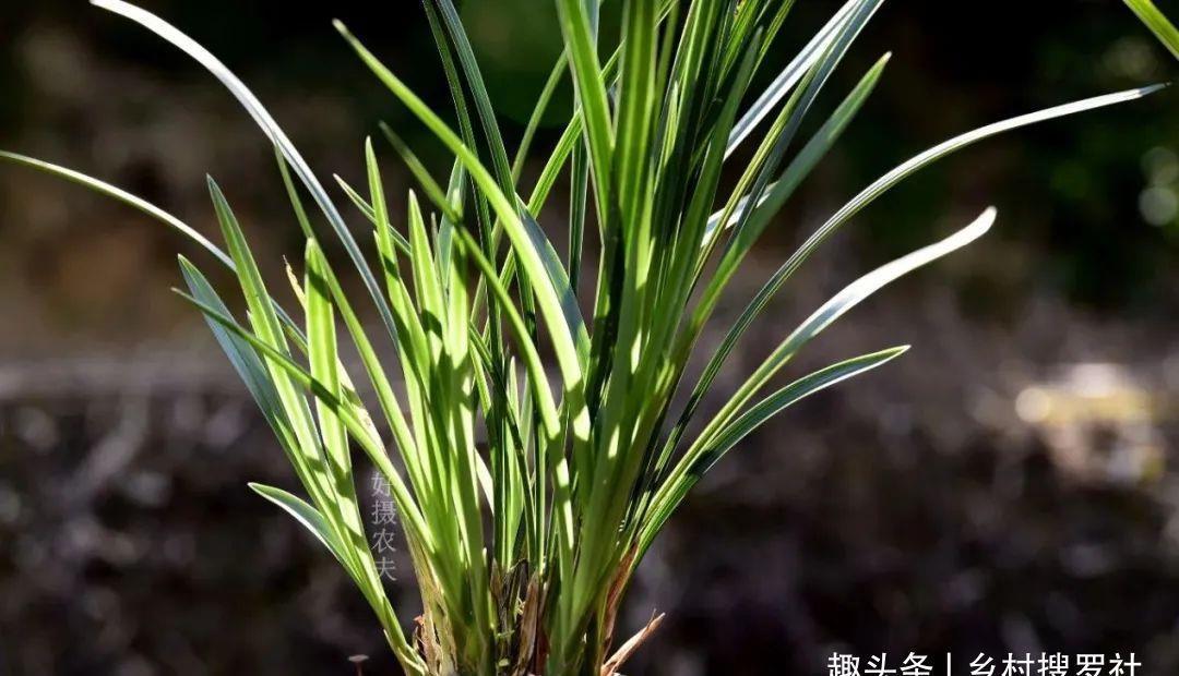 植料|什么树皮种兰花更好?学会处理松树皮,养蕙兰一年都不用施肥