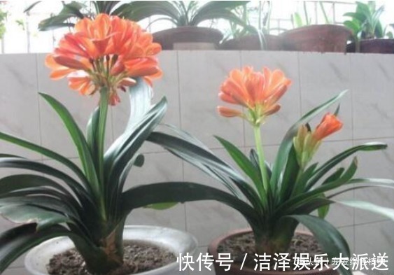 养君子兰用“1种液体磷”,用上4-5滴,叶片宽又亮,花开得多