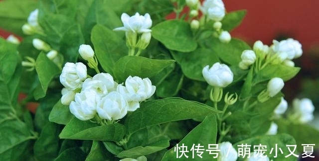 花市|花市上的茉莉“满头花苞”,花香浓,原来是“这样”养出来的
