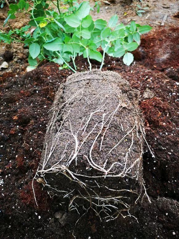 总烂根黄叶,盆里撒一把它,不管多难养,很快能冒芽冒花!