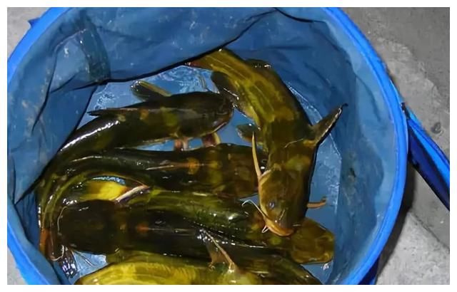 夏季野钓黄颡鱼，你可能需要“野路子”