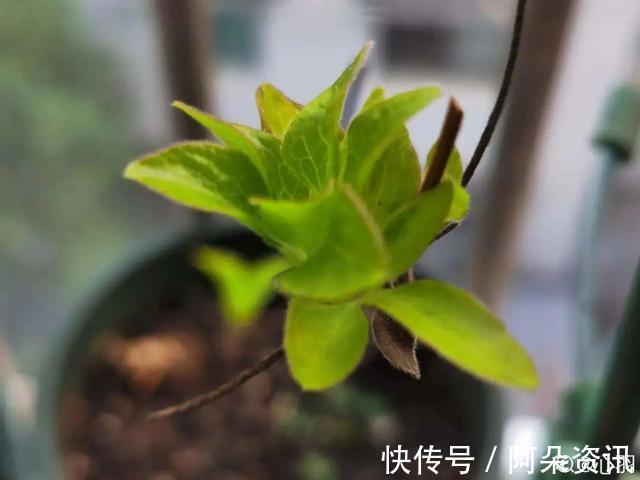 9种花,天热会“假死”,千万别丢了,秋天就苏醒