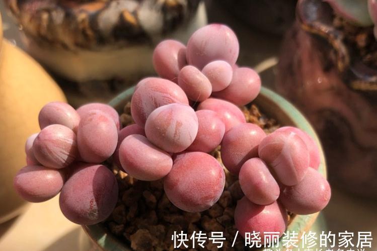 多肉|这7款多肉上市多年,但今年仍会流行,你还没养过的话一定要补齐