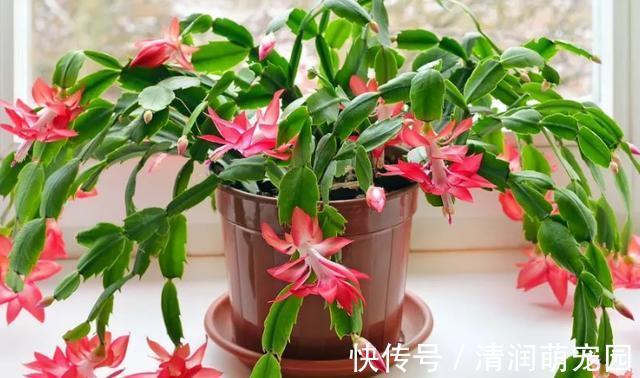 花友们|养殖蟹爪兰,做好4点,冬日开花叶子比花多