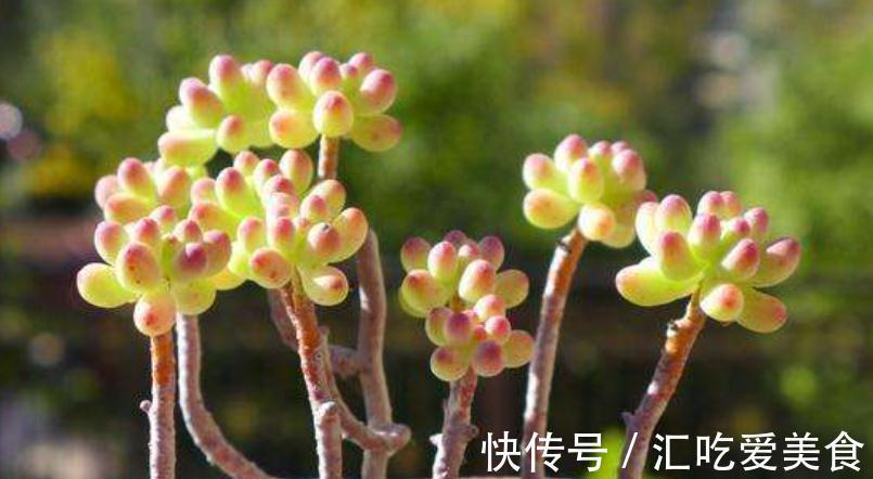 12月的多肉喜欢“四件事”,投其所好,很快就能状态满满