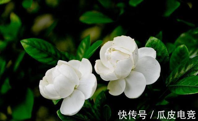 栀子花开|栀子花总是黄叶，给它调下味，叶子绿油油