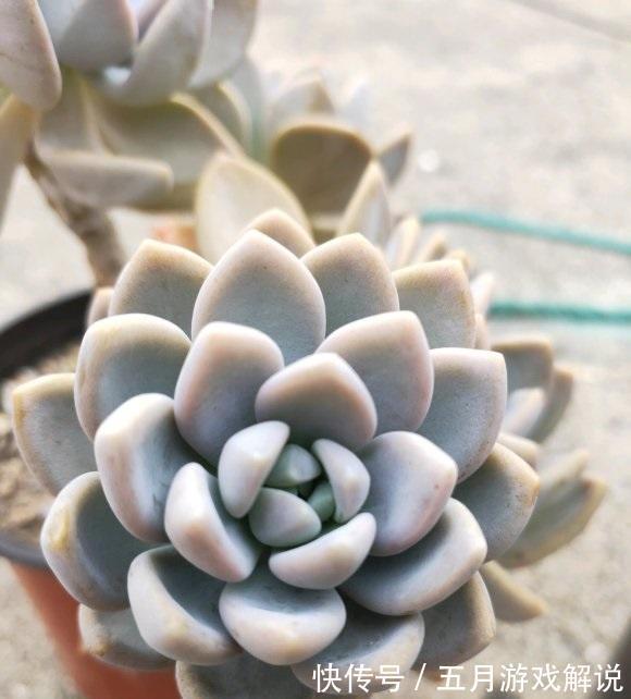 多肉|多肉很抗冻，现在不要往家里搬，养上2年价格翻10倍