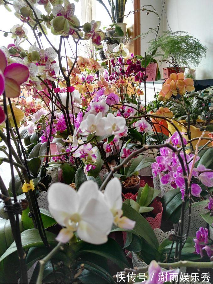 13种“阴冷花”,客厅没光照,长得更旺,越晒越难看