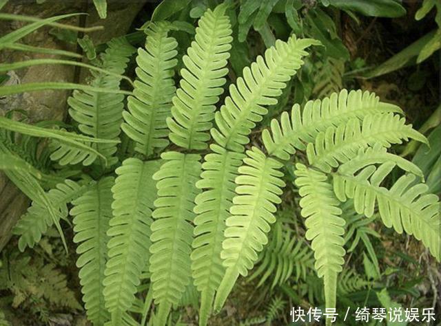 长在井边的“杂草”,以往看到就“踩”,如今较为“珍贵”,少见