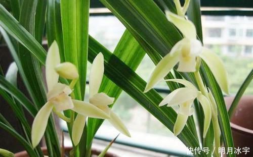 这款兰花,线艺好,花期长、香气浓,全年开花,新手也能轻松驾驭