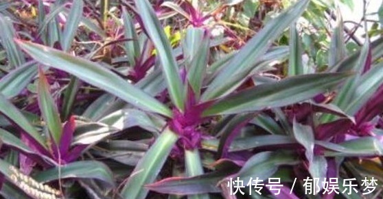 绿萝|价值珍贵的紫背万年青,常被用来做盆栽,其实入药能治肺热咳嗽
